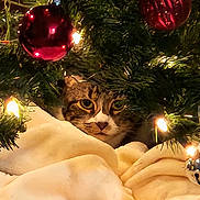 Cheif joined the competition — help win amazing prizes! cat, tabby_cat, christmas_tree, ornaments, christmas_lights, blanket, holiday, festive, indoor, cozy, pet, animal, greenery, decorations, shiny, curious, peek, hidden, feline, warm