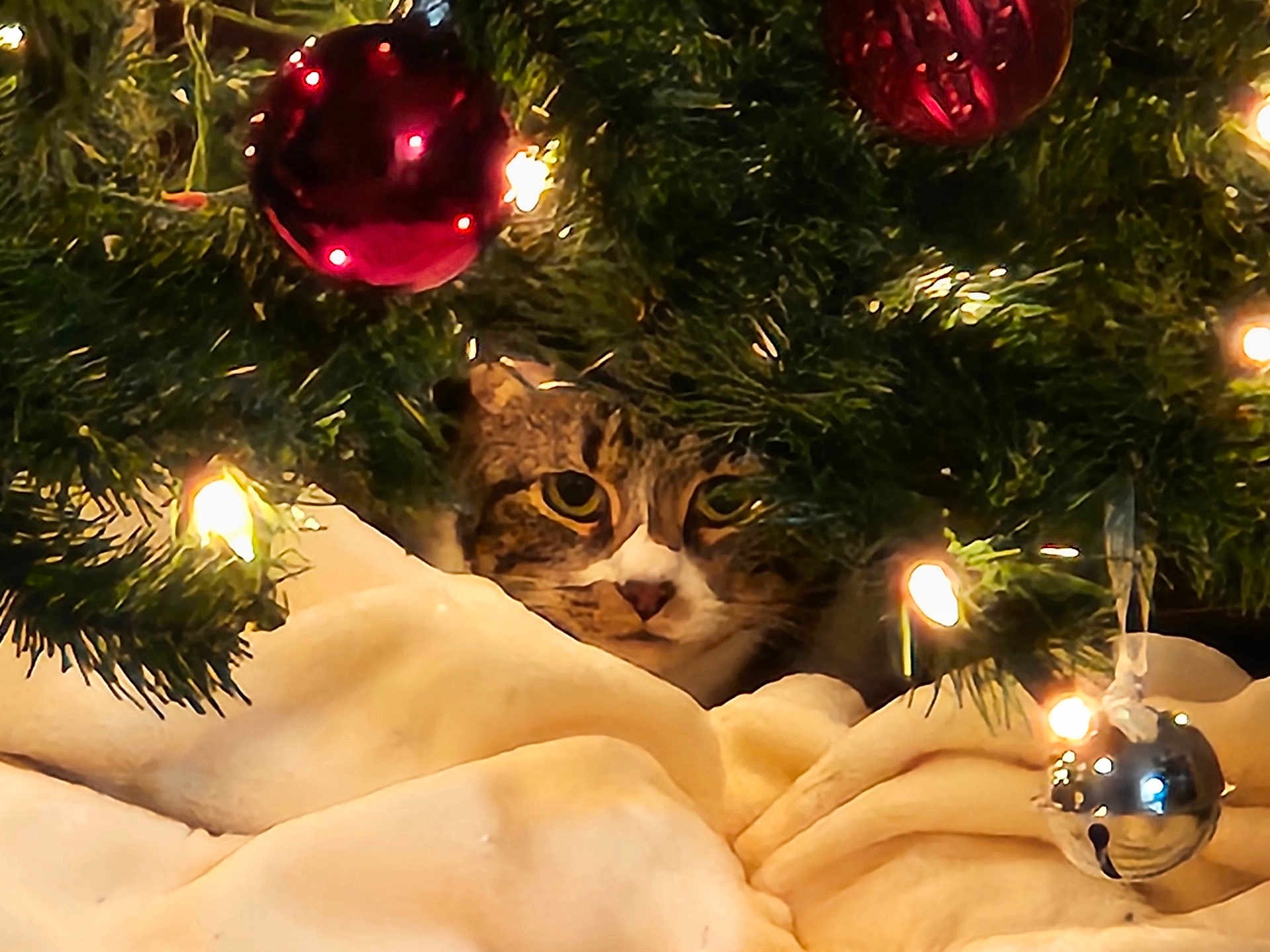 Cheif joined the competition — help win amazing prizes! cat, tabby_cat, christmas_tree, ornaments, christmas_lights, blanket, holiday, festive, indoor, cozy, pet, animal, greenery, decorations, shiny, curious, peek, hidden, feline, warm
