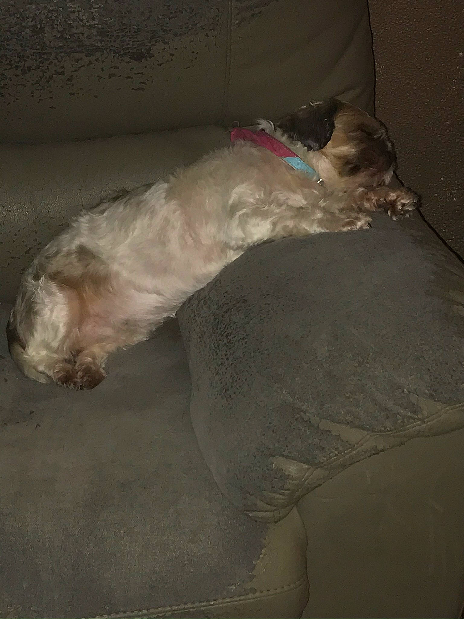 Shaina a rejoint le concours — aidez-le/la à gagner de superbes lots ! canidae, dog_breed, sleep, sporting_group, tail