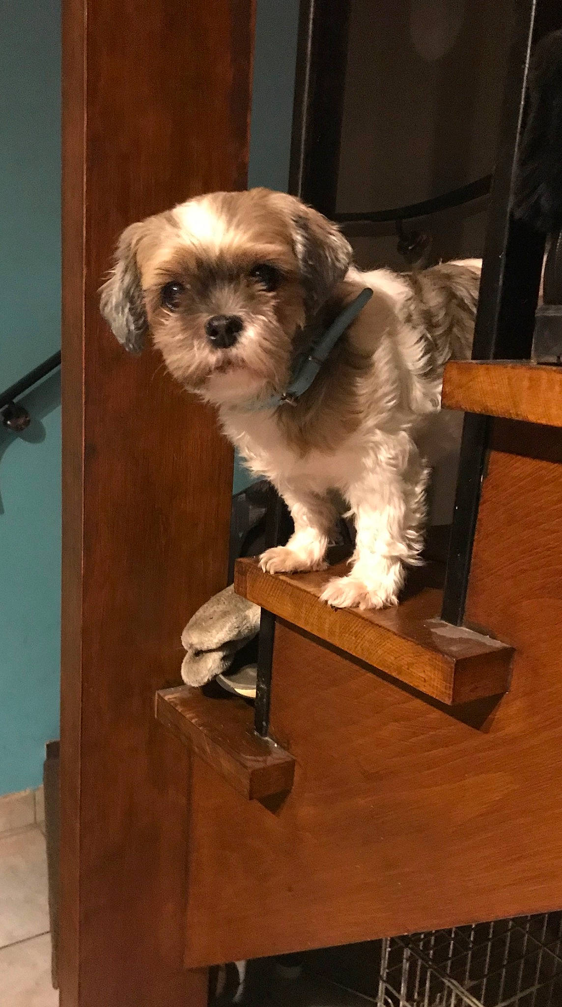 Shaina participe au concours pour gagner de l'argent avec cette photo : canidae, carnivore, cavachon, chinese_imperial_dog, companion_dog, dog, dog_breed, lhasa_apso, lowchen, mal_shi, mammal, morkie, pekapoo, poodle_crossbreed, puppy, schnoodle, shih_tzu, sporting_group, toy_dog, vertebrate