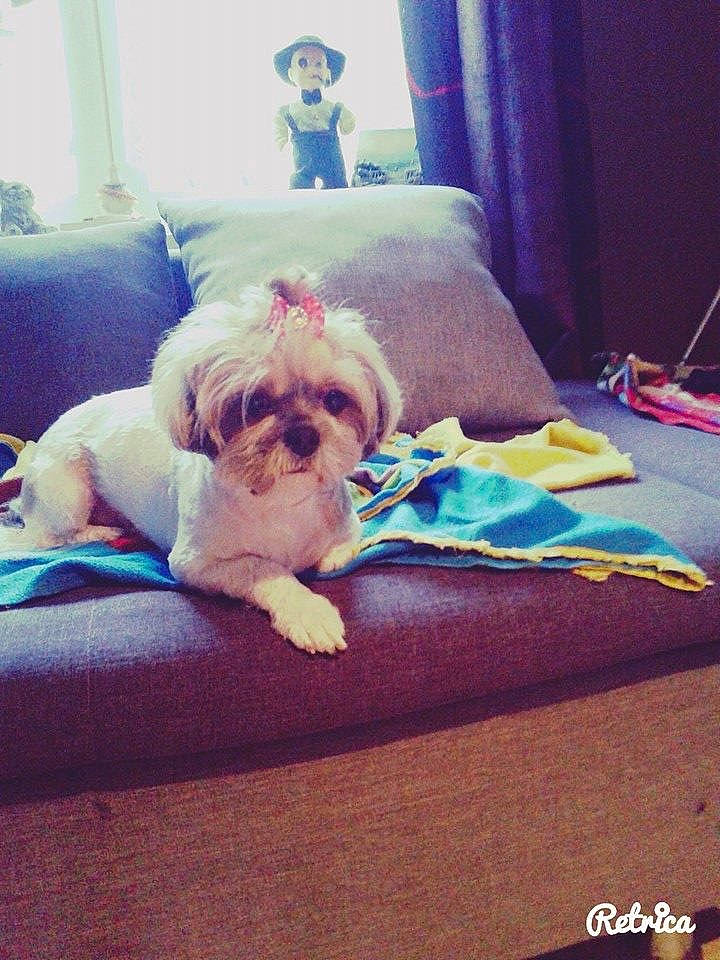 Shaina participe au concours pour gagner de l'argent avec cette photo : bolonka, canidae, carnivore, chinese_imperial_dog, companion_dog, dog, dog_breed, fawn, lhasa_apso, maltese, mammal, morkie, non_sporting_group, puppy, shih_tzu, sporting_group, toy_dog