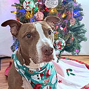 Theo is registered to the contest to win money with this photo: dog, brown_dog, white_markings, bandana, christmas_tree, holiday_decorations, ornaments, colorful_lights, wooden_floor, festive, indoor, pet, sitting, cute, holiday_season, celebration, christmas, tree_skirt, decor, portrait