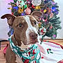 dog, brown_dog, white_markings, bandana, christmas_tree, holiday_decorations, ornaments, colorful_lights, wooden_floor, festive, indoor, pet, sitting, cute, holiday_season, celebration, christmas, tree_skirt, decor, portrait