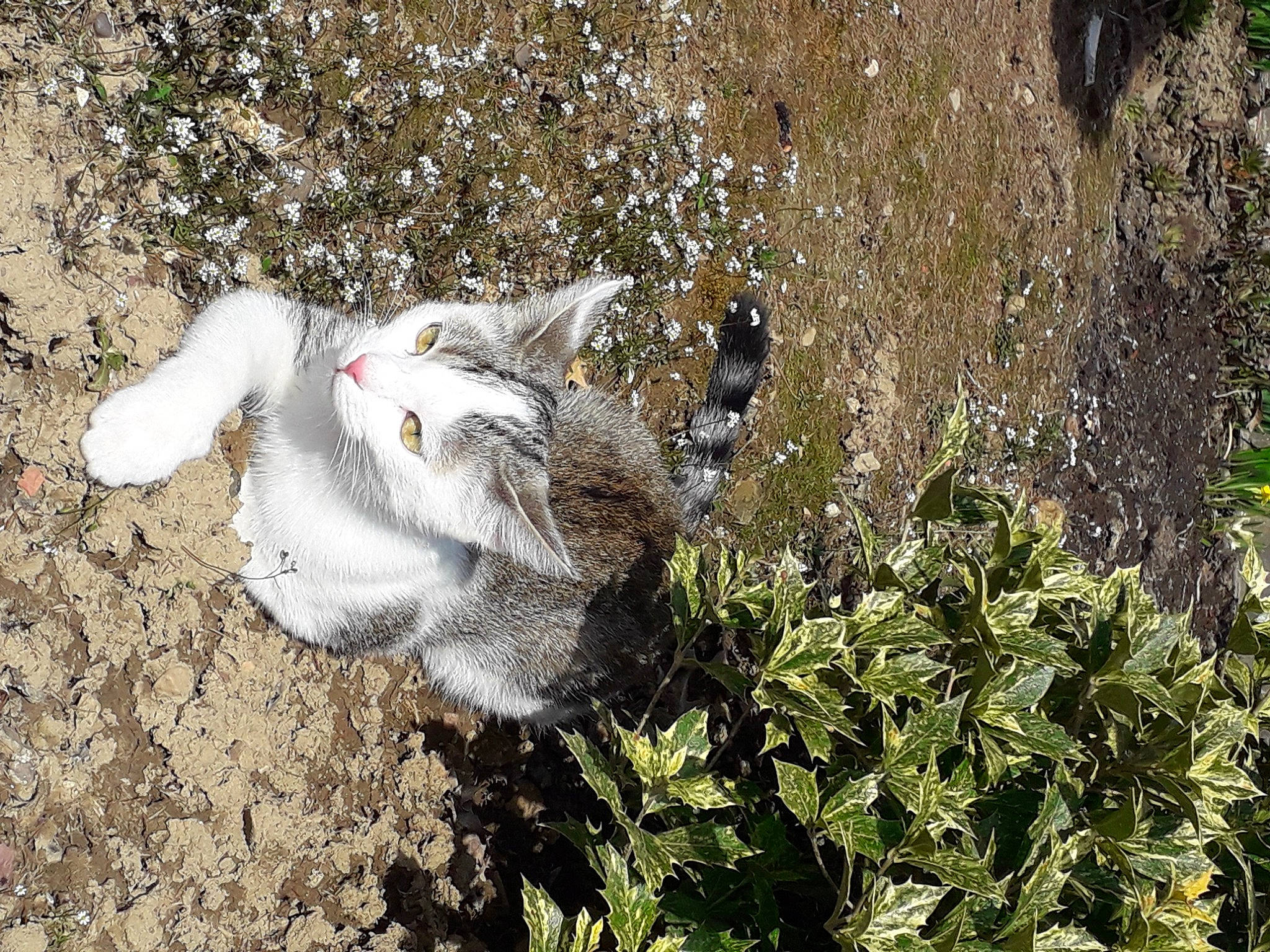 Roxie a rejoint le concours — aidez-le/la à gagner de superbes lots ! canidae, carnivore, cat, claw, domestic_short_haired_cat, felidae, fur, grass, groundcover, herb, paw, plant, shrub, small_to_medium_sized_cats, soil, sporting_group, subshrub, tail, terrestrial_animal, whiskers