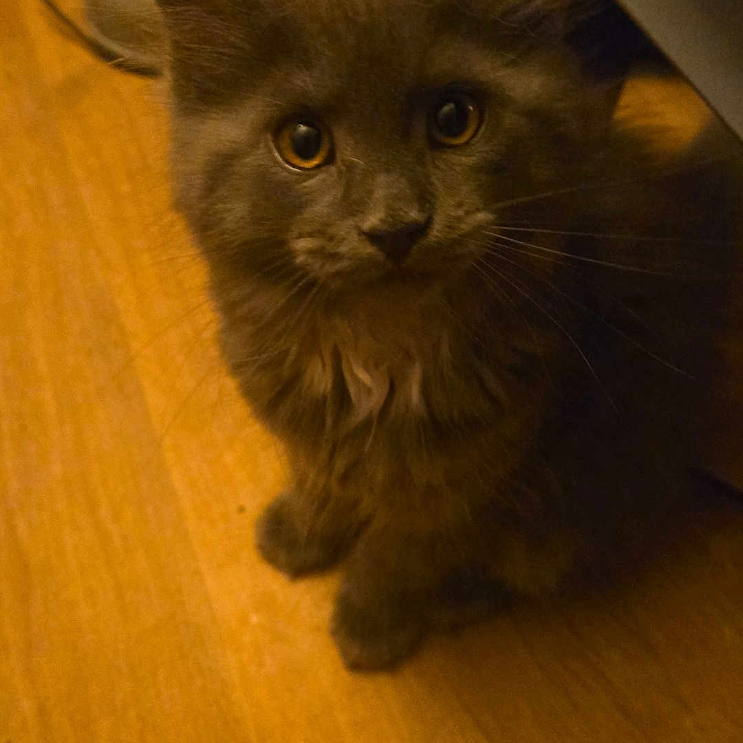 Sakura participe au concours pour gagner de l'argent avec cette photo : kitten, cat, gray_fur, fluffy, pet, indoor, wooden_floor, curious, young_cat, animal, feline, whiskers, ears, eyes, domestic_cat, cute, looking_up, small, household, floor