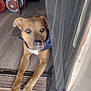 dog, bandana, doorway, wooden_floor, paws, mesh_curtain, indoor, relaxed, brown_dog, pet, animal, flooring, furniture, light, portrait, companion, cute, domestic_animal, canine, resting