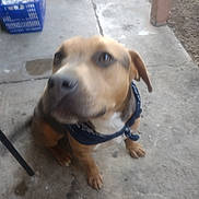 Mercedes is registered to the contest to win money with this photo: dog, brown_dog, bandana, pet, animal, sitting, concrete_floor, outdoor, basket, bowl, canine, looking_up, friendly, domestic_animal, companion, paw, ears, snout, collar, sidewalk