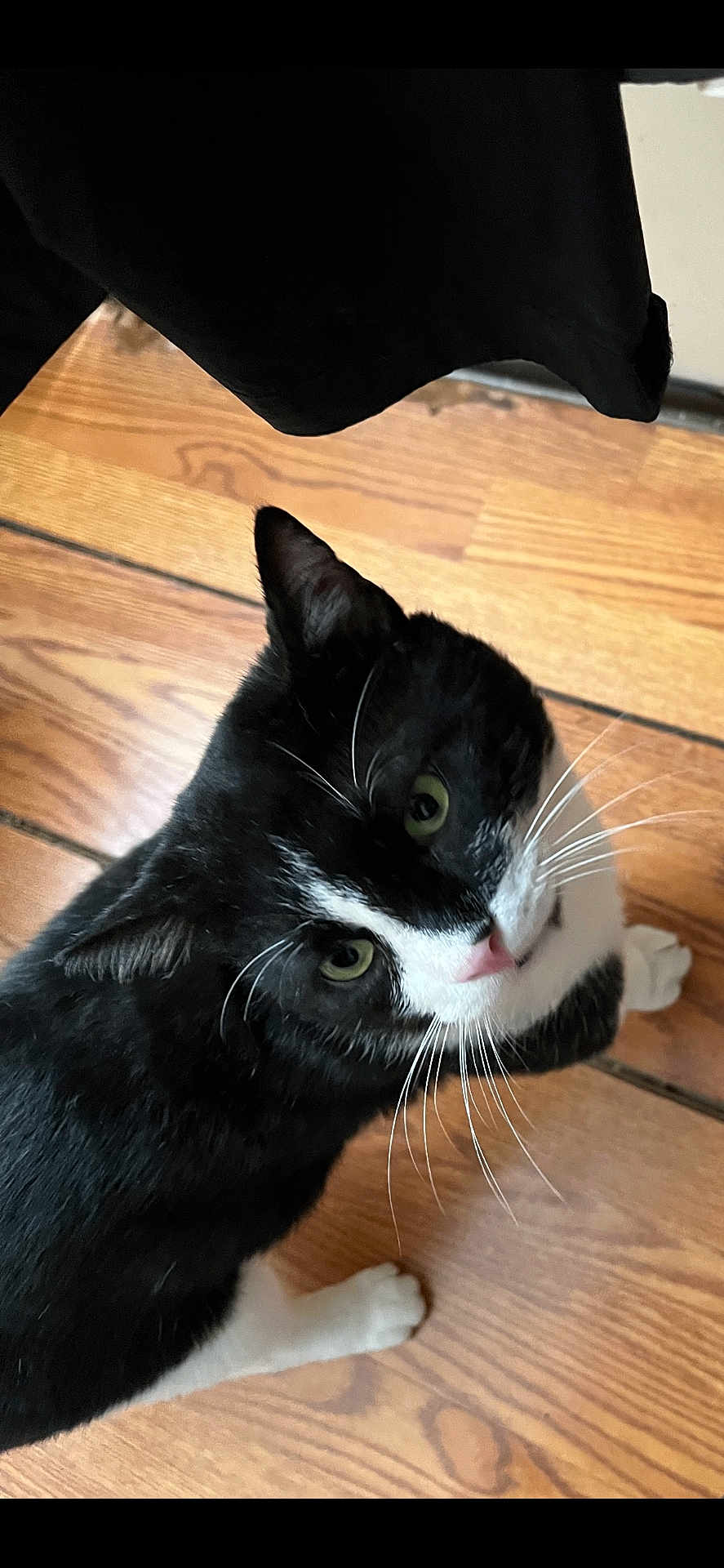 Oreo is registered to the contest to win money with this photo: cat, tuxedo_cat, black_and_white, whiskers, green_eyes, pet, indoor, wooden_floor, curious, looking_up, feline, animal, domestic_cat, close_up, flooring, fur, ears, paws, cute, companion