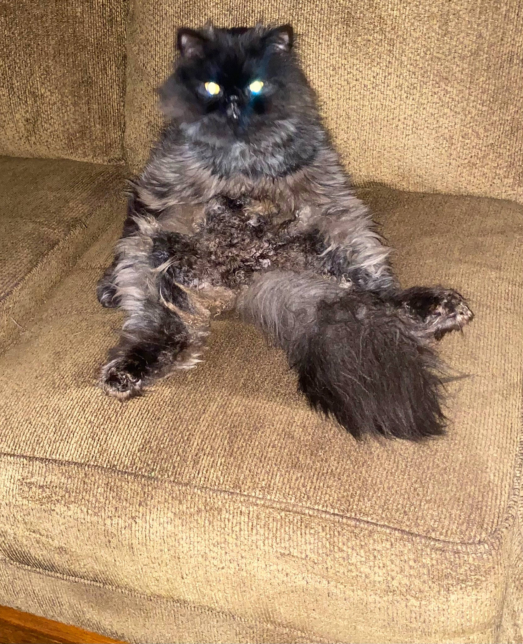 Kudo is registered to the contest to win money with this photo: automotive_tire, black_cat, british_longhair, carnivore, cat, claw, domestic_short_haired_cat, felidae, flooring, fur, grey, pattern, paw, small_to_medium_sized_cats, snout, tail, terrestrial_animal, whiskers, wood