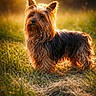 animal, canine, cute, daylight, dog, field, fluffy, fur, golden_hour, grass, mammal, nature, outdoor, pet, portrait, small_dog, standing, sunlight, sunshine, yorkshire_terrier