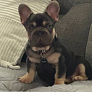 Bruno joined the competition — help win amazing prizes! dog, french_bulldog, puppy, pet, animal, sitting, portrait, indoors, couch, sofa, blanket, cushion, collar, name_tag, black_and_tan, upright_ears, looking_at_camera, cute, home, cozy