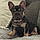 Bruno