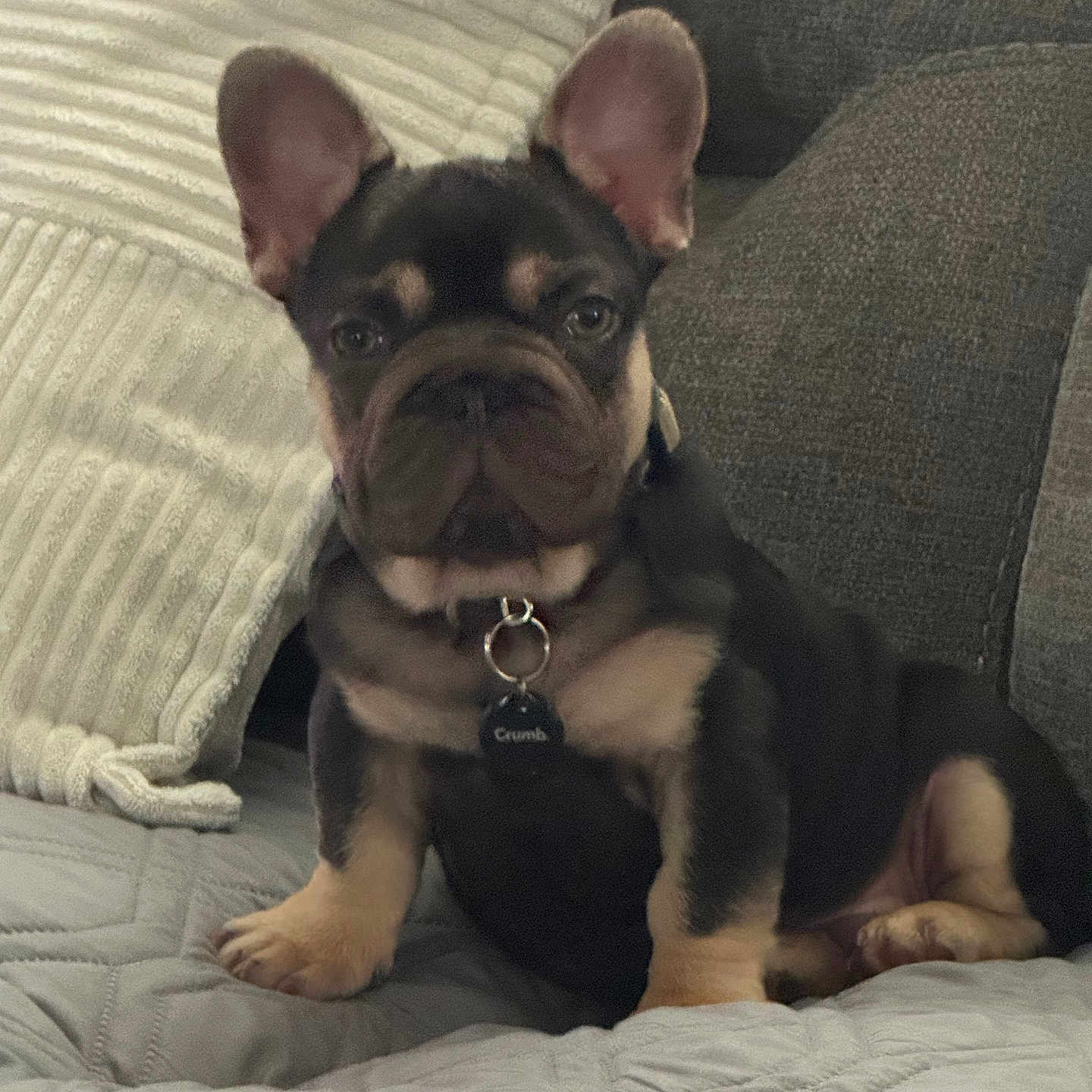 Bruno