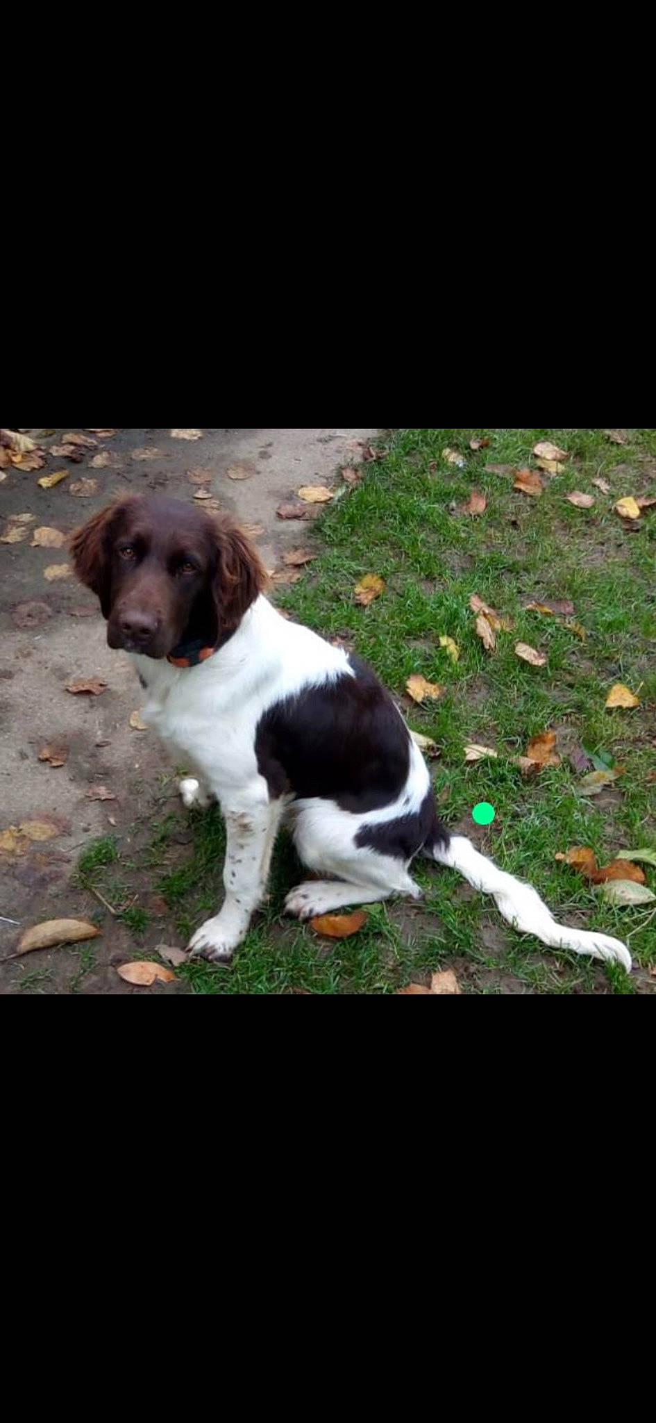 Tyson a rejoint le concours — aidez-le/la à gagner de superbes lots ! art, canidae, carmine, carnivore, companion_dog, dog, dog_breed, dog_collar, grass, gun_dog, hunting_dog, liver, plant, tail