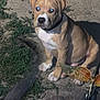 Kush joined the competition — help win amazing prizes! puppy, dog, animal, outdoor, grass, dirt, night, shadow, pet, collar, brown, white, young, sitting, cute, adorable, canine, nature, ground, metal_decoration