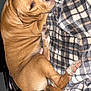 Kush is registered to the contest to win money with this photo: dog, sleeping, blanket, cozy, brown_dog, black_dog, pets, animal, relaxed, indoor, fur, snuggling, companion, resting, canine, paw, ear, home, comfort, friendship