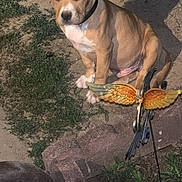 Kush is registered to the contest to win money with this photo: puppy, dog, outdoor, grass, dirt, collar, garden, decoration, animal, pet, young, brown, white, sitting, nature, sunlight, shadow, canine, playful, cute