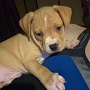 Kush joined the competition — help win amazing prizes! animal, close_up, companion, cute, dog, domestic_animal, friendship, indoor, leg, light_brown_fur, paw, person, pet, puppy, relaxing, resting, sleepy, soft_lighting, white_markings, young_dog