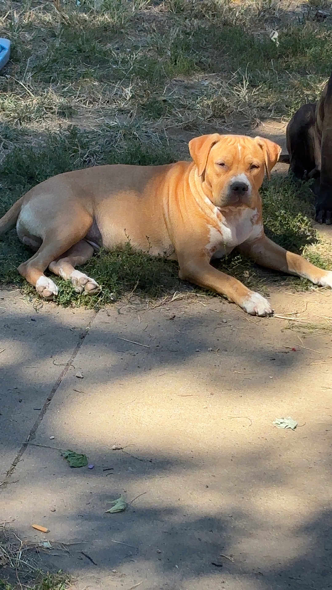 Kush joined the competition — help win amazing prizes! dog, tan_dog, outdoor, grass, concrete, sunlight, shadow, relaxed, animal, pet, nature, pavement, laying_down, daytime, canine, quiet, resting, ears, muzzle, fur