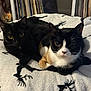 Jinx joined the competition — help win amazing prizes! cat, cats, black_cat, calico_cat, pets, animal, feline, blanket, pattern, deer_pattern, indoor, cozy, resting, close_together, eyes, whiskers, fur, cute, looking, mammal