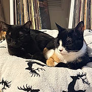 Jinx joined the competition — help win amazing prizes! cat, cats, black_cat, calico_cat, blanket, reindeer_pattern, vinyl_records, shelf, indoor, nap, sleeping, pets, cozy, fur, animal, resting, home, wooden_floor, quiet, relaxation