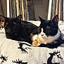 cat, cats, black_cat, calico_cat, blanket, reindeer_pattern, vinyl_records, shelf, indoor, nap, sleeping, pets, cozy, fur, animal, resting, home, wooden_floor, quiet, relaxation