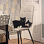 Peach joined the competition — help win amazing prizes! cat, black_cat, black_and_white_cat, chair, table, tablecloth, polka_dot, floor, door, wallpaper, pattern, indoor, pet, animal, cute, domestic, feline, cozy, resting, curious