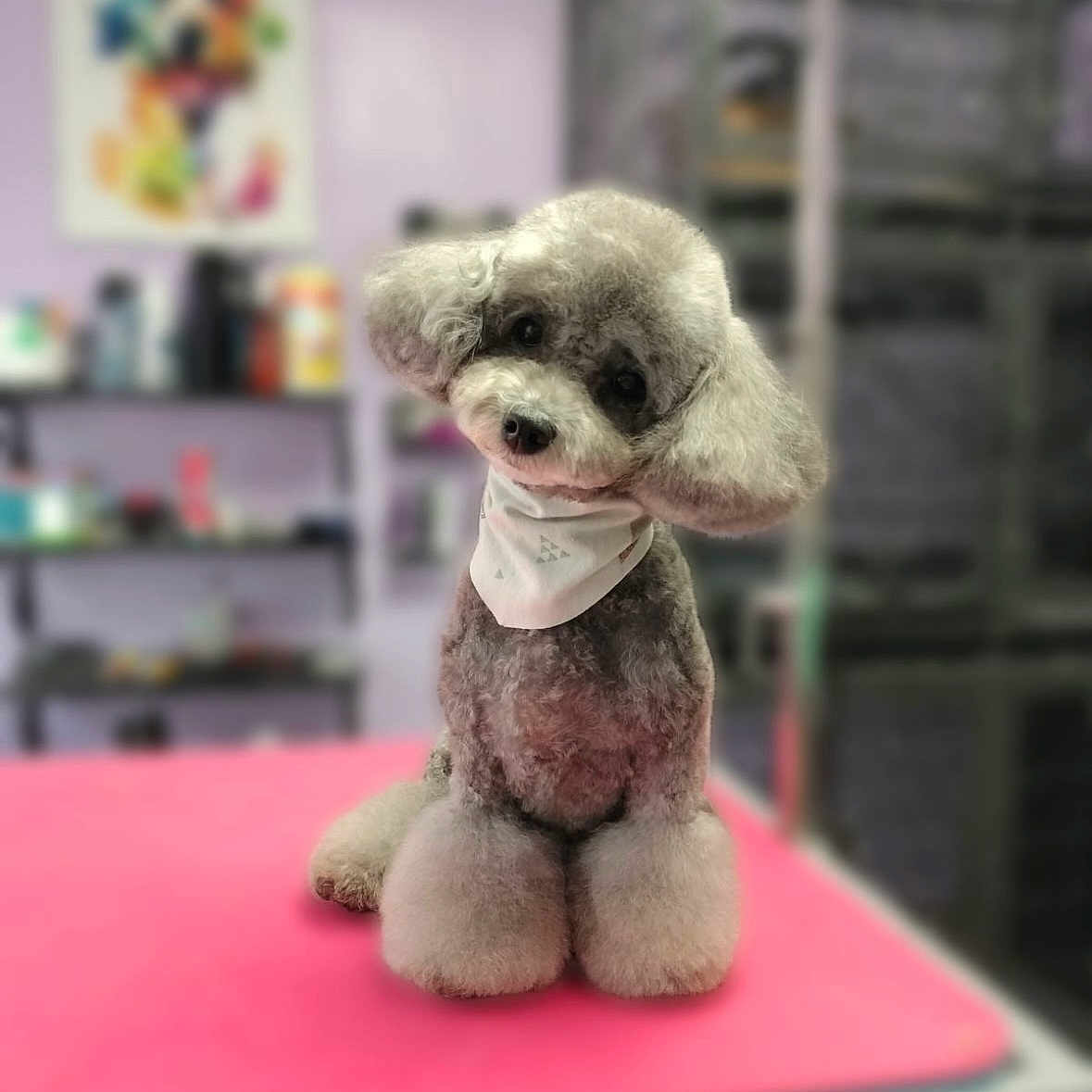 Layla is registered to the contest to win money with this photo: adorable, animal, bandana, colorful, companion, cute, dog, fluffy, fur, groomed, head_tilt, indoor, mammal, pet, pink_surface, poodle, portrait, shelf, sitting, soft_background