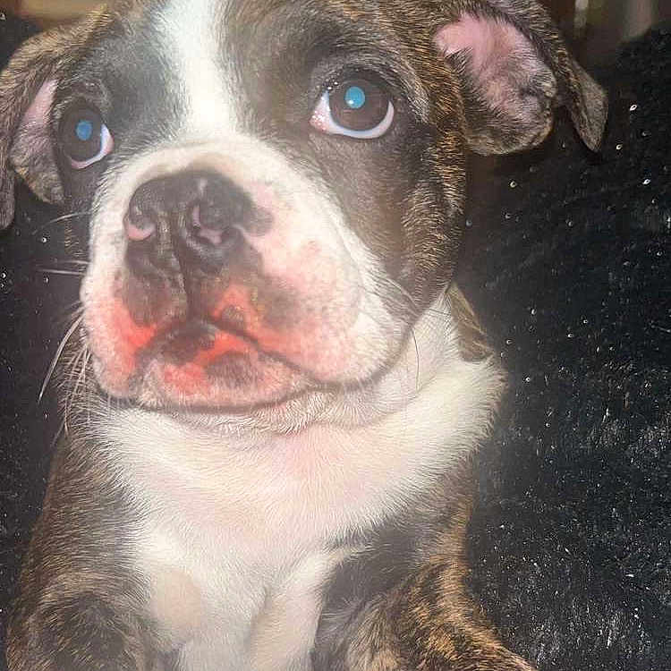 Oliver joined the competition — help win amazing prizes! animal, black_fur, brindle, close_up, curious, cute, dog, ears, eyes, face, front_leg, fuzzy_surface, indoor, nose, pet, puppy, resting, whiskers, white_fur, young