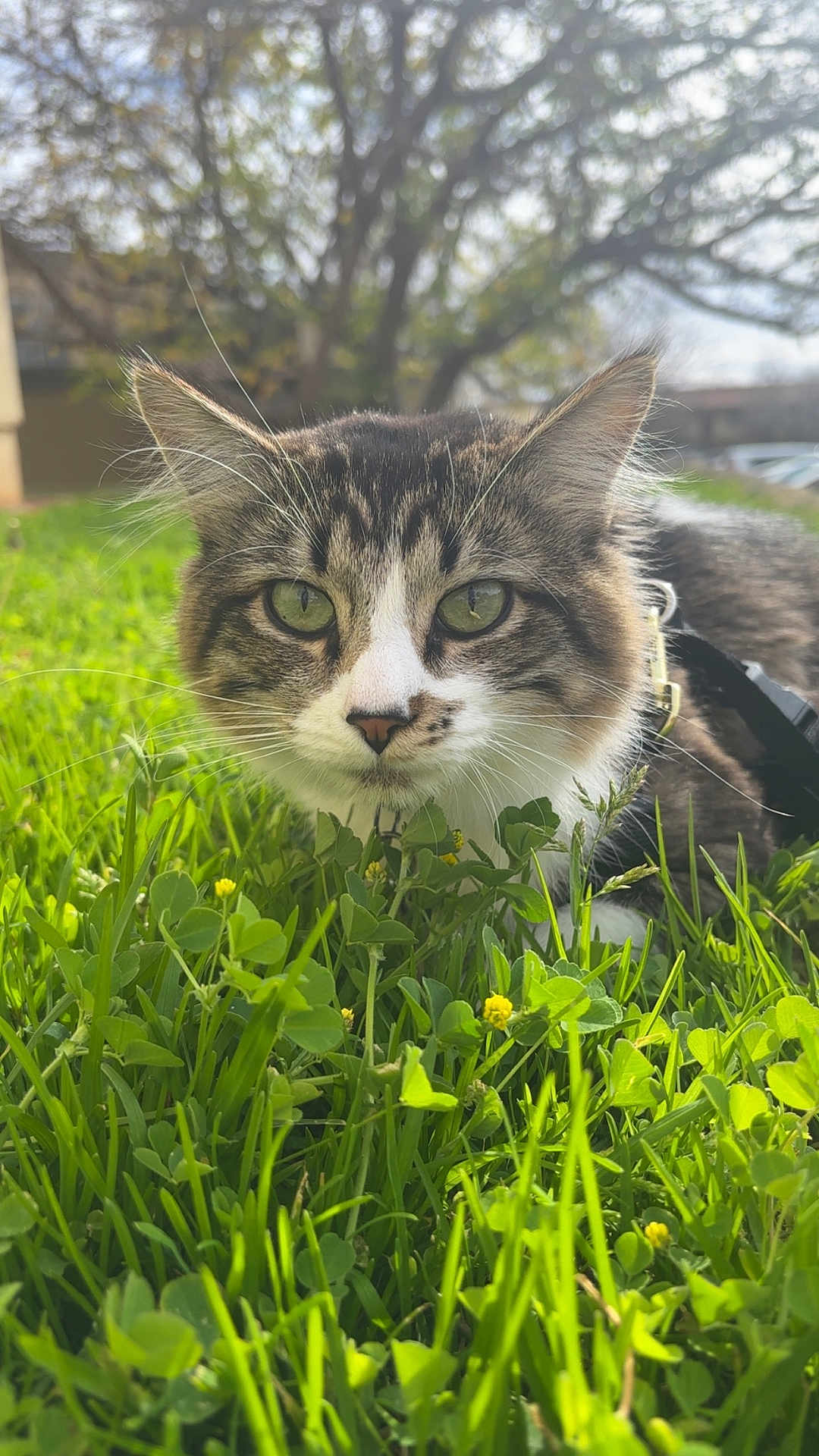 Buck is registered to the contest to win money with this photo: bokeh_background, cat, close_up, clover, cute, ears, feline, green_eyes, green_grass, harness, lawn, leash, outdoor, pet, portrait, sunlight, tabby, tree, whiskers, yellow_flower