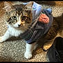 Buck is registered to the contest to win money with this photo: carpet, cat, close_up, clothing, costume, cozy, ears, feline, fluffy, green_eyes, hoodie, indoor, looking_at_camera, paw, pet, portrait, shoe, tabby_cat, whiskers, white_paws