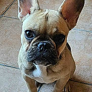 Ava participe au concours pour gagner de l'argent avec cette photo : dog, french_bulldog, puppy, pet, animal, ears, floor, tile, indoor, looking_up, brown, black_nose, whiskers, cute, small, sitting, domestic, canine, young, curious