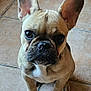 dog, french_bulldog, puppy, pet, animal, ears, floor, tile, indoor, looking_up, brown, black_nose, whiskers, cute, small, sitting, domestic, canine, young, curious