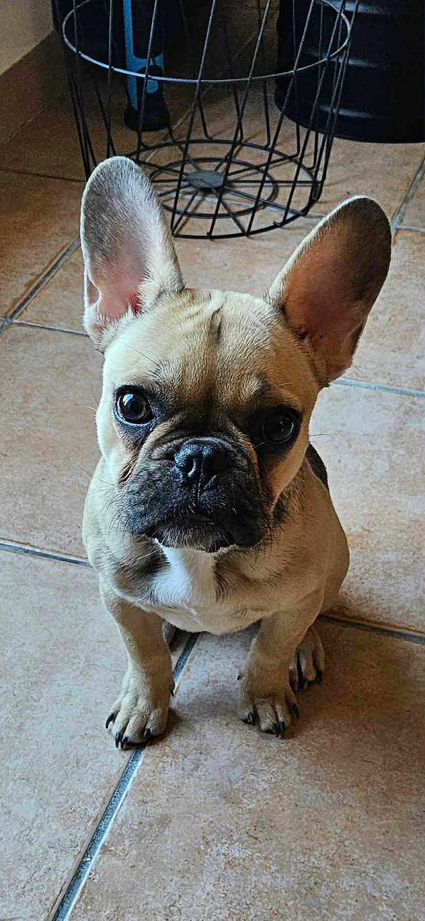 Ava participe au concours pour gagner de l'argent avec cette photo : dog, french_bulldog, puppy, pet, animal, ears, floor, tile, indoor, looking_up, brown, black_nose, whiskers, cute, small, sitting, domestic, canine, young, curious