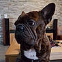 dog, french_bulldog, brindle, indoor, pet, animal, table, wooden_table, stone_wall, furniture, living_room, curious, side_view, close_up, white_patch, ears, snout, fur, canine, companion