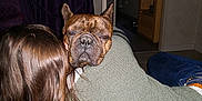Stark participe au concours pour gagner de l'argent avec cette photo : dog, french_bulldog, person, long_hair, indoor, sweater, bed, blanket, furniture, door, bookshelf, resting, pet, close_up, head, face, brown_hair, cozy, expression, home
