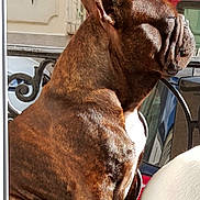 Stark a rejoint le concours — aidez-le/la à gagner de superbes lots ! animal, brindle, canine, close_up, daylight, dog, ears, fur, muscular, outdoor, pet, railing, red_car, side_profile, snout, street, sunlight, vehicle, white_dog, wrinkles