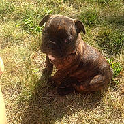 Stark participe au concours pour gagner de l'argent avec cette photo : puppy, dog, brindle, grass, outdoor, sunlight, pet, animal, cute, young, sitting, nature, daylight, small, fur, canine, adorable, playful, portrait, summer