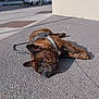 dog, french_bulldog, brindle, leash, harness, asphalt, sidewalk, street, vehicle, building, outdoor, resting, pet, canine, sunlight, shadow, urban, relaxed, closeup, daytime