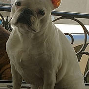 Maya participe au concours pour gagner de l'argent avec cette photo : dog, french_bulldog, white_dog, pet, animal, indoors, windowsill, sitting, ears, curious, closeup, face, paw, sunlight, window, railing, companion, cute, portrait, domestic