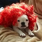 Maya participe au concours pour gagner de l'argent avec cette photo : adorable, animal, blanket, bulldog, costume, curly_hair, cute, dog, expression, face, front_paws, funny, fur, indoor, lying_down, pet, puppy, red_wig, resting, white_dog