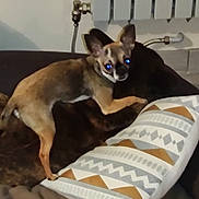 Shoupette participe au concours pour gagner de l'argent avec cette photo : dog, small_dog, large_dog, dog_bed, pillow, indoor, pet, animal, resting, brown_dog, tan_dog, cozy, floor, tile_floor, home, curious, pets, companion, animal_bed, cute