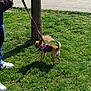 Shoupette a rejoint le concours — aidez-le/la à gagner de superbes lots ! dog, small_dog, leash, harness, grass, tree, person, footwear, outdoor, sunlight, shadow, sidewalk, greenery, pet, canine, walking, nature, casual, daytime, animal