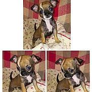 Shoupette participe au concours pour gagner de l'argent avec cette photo : adorable, animal, blanket, brown_dog, checkered_background, collage, curious, cute, dog, ears, eyes, floral_pattern, fur, indoor, pet, playful, puppy, small_dog, standing, young_dog