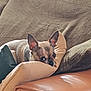 Shoupette participe au concours pour gagner de l'argent avec cette photo : dog, chihuahua, pet, sofa, cushion, pillow, indoor, cozy, small_dog, brown, tan, ears, fur, cute, relaxing, looking, home, animal, mammal, resting
