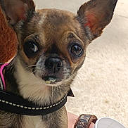 Shoupette a rejoint le concours — aidez-le/la à gagner de superbes lots ! dog, small_dog, chihuahua, close_up, pet, animal, ears, harness, outdoor, hand, cup, curious, expression, brown_fur, white_fur, face, snout, whiskers, person, holding