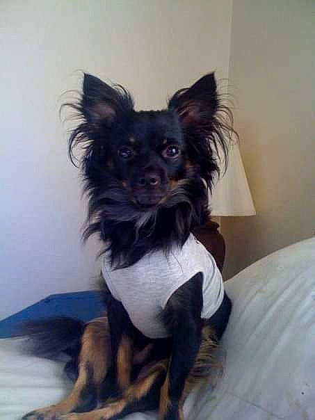 Bilbo Baggins joined the competition — help win amazing prizes! bed, canidae, carnivore, companion_dog, dog, dog_breed, dog_supply, ear, fawn, fur, snout, sporting_group, toy_dog, working_animal, working_dog