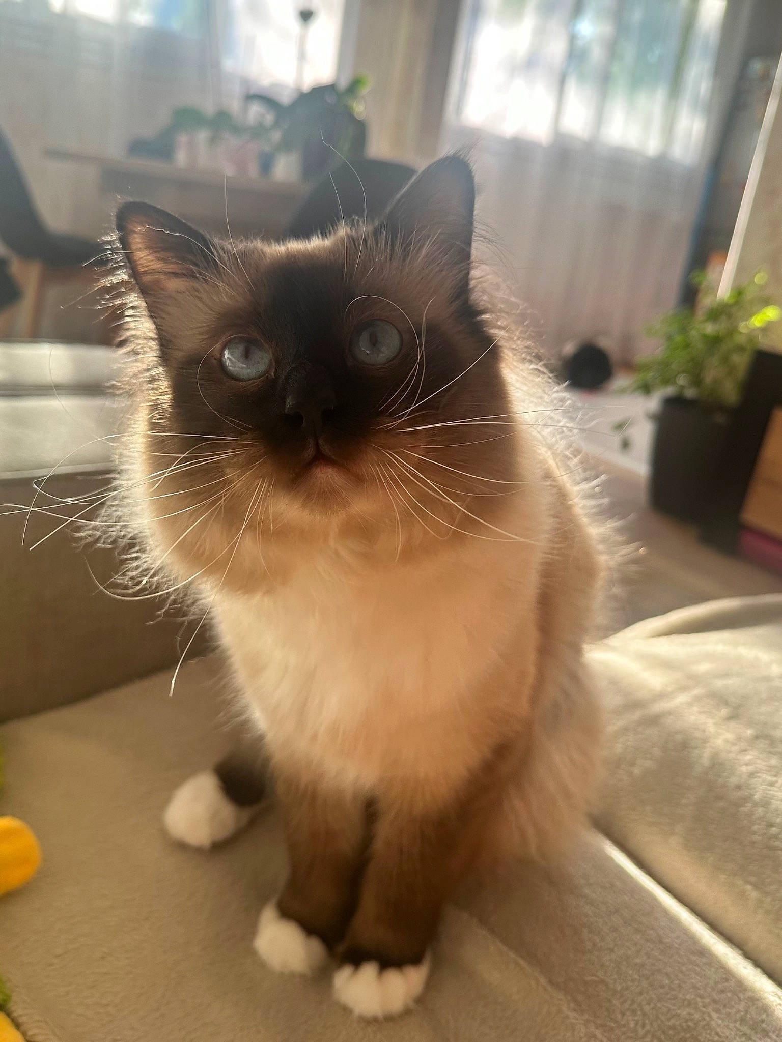 Twist a rejoint le concours — aidez-le/la à gagner de superbes lots ! birman, carnivore, cat, curtain, domestic_short_haired_cat, fawn, felidae, flooring, flowerpot, fur, hardwood, houseplant, plant, siamese, small_to_medium_sized_cats, tail, thai, whiskers, window, wood