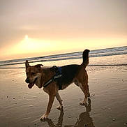 Nino participe au concours pour gagner de l'argent avec cette photo : dog, beach, sunset, water, reflection, sand, animal, canine, outdoor, harness, waves, sky, sun, nature, walking, happy, pet, coast, shore, evening