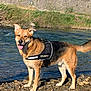 Nino a rejoint le concours — aidez-le/la à gagner de superbes lots ! dog, security_harness, river, water, rocks, outdoor, nature, pet, canine, happy, tongue_out, fur, animal, grass, sunlight, guard, standing, ears_up, alert, daytime